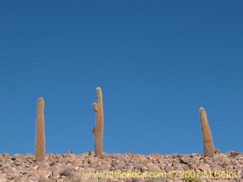 Image of Echinopsis atacamensis ssp. atacamensis (). Click to enlarge parts of image.