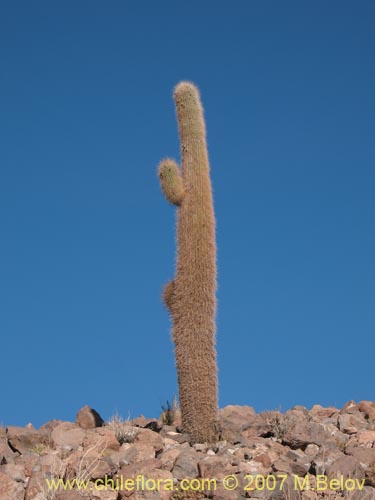 Image of Echinopsis atacamensis ssp. atacamensis (). Click to enlarge parts of image.