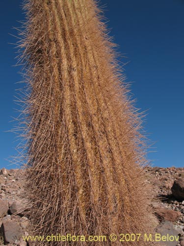 Image of Echinopsis atacamensis ssp. atacamensis (). Click to enlarge parts of image.