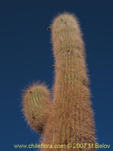 Image of Echinopsis atacamensis ssp. atacamensis (). Click to enlarge parts of image.