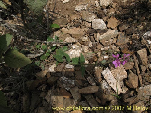 Image of Stachys pannosa (). Click to enlarge parts of image.