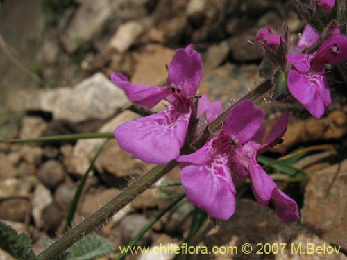 Stachys pannosa的照片