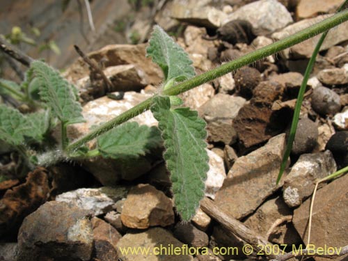 Stachys pannosa的照片