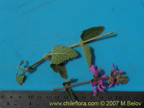 Image of Stachys pannosa (). Click to enlarge parts of image.