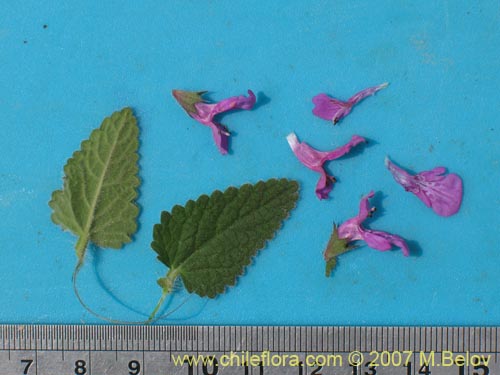 Image of Stachys pannosa (). Click to enlarge parts of image.