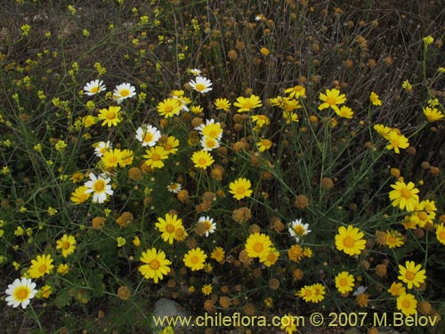 Imágen de Chrysanthemum coronarium (Manzanillon / Antimano / Manzanilla de flor dorada / Mirabeles / Ojo de buey). Haga un clic para aumentar parte de imágen.