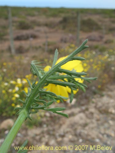 Imágen de Chrysanthemum coronarium (Manzanillon / Antimano / Manzanilla de flor dorada / Mirabeles / Ojo de buey). Haga un clic para aumentar parte de imágen.