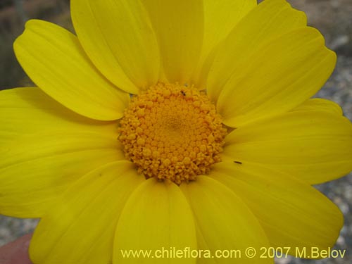 Imágen de Chrysanthemum coronarium (Manzanillon / Antimano / Manzanilla de flor dorada / Mirabeles / Ojo de buey). Haga un clic para aumentar parte de imágen.