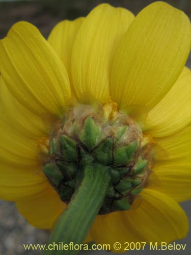 Imágen de Chrysanthemum coronarium (Manzanillon / Antimano / Manzanilla de flor dorada / Mirabeles / Ojo de buey). Haga un clic para aumentar parte de imágen.