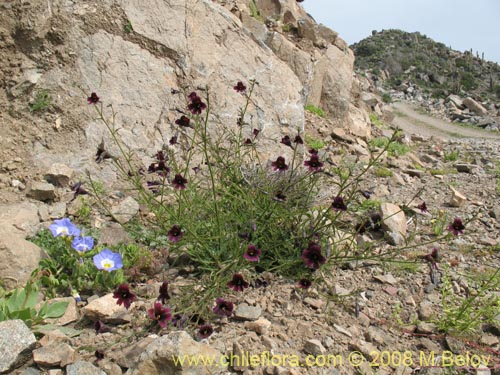 Image of Salpiglossis sinuata (). Click to enlarge parts of image.