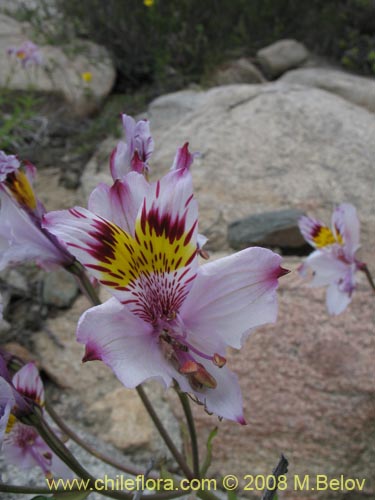 Imágen de Alstroemeria philippii var. albicans (). Haga un clic para aumentar parte de imágen.