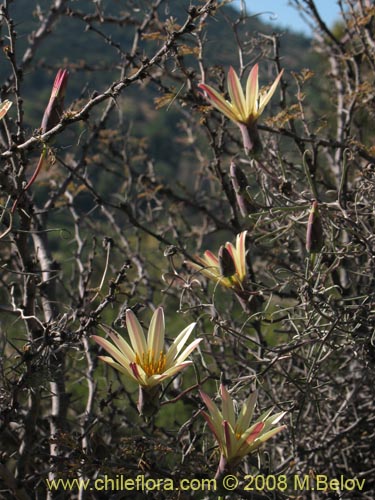 Imágen de Mutisia rosea (). Haga un clic para aumentar parte de imágen.