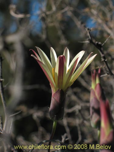 Imágen de Mutisia rosea (). Haga un clic para aumentar parte de imágen.