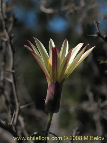 Imágen de Mutisia rosea (). Haga un clic para aumentar parte de imágen.