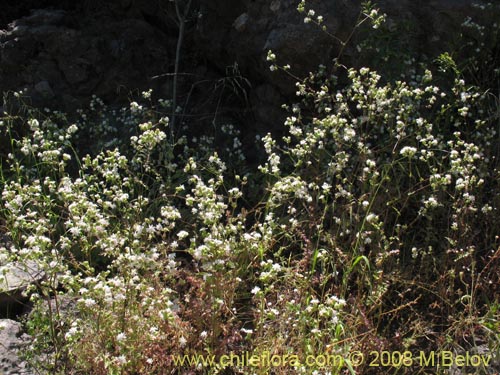 Imágen de Moscharia pinnatifida (). Haga un clic para aumentar parte de imágen.