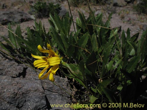 Imágen de Haplopappus sp.  #3124 (). Haga un clic para aumentar parte de imágen.