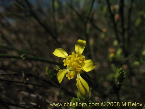 Imágen de Planta no identificada sp. #1445 (). Haga un clic para aumentar parte de imágen.