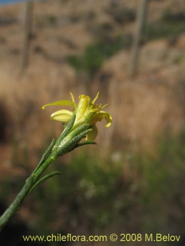 Imágen de Planta no identificada sp. #1445 (). Haga un clic para aumentar parte de imágen.