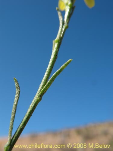 Imágen de Planta no identificada sp. #1445 (). Haga un clic para aumentar parte de imágen.