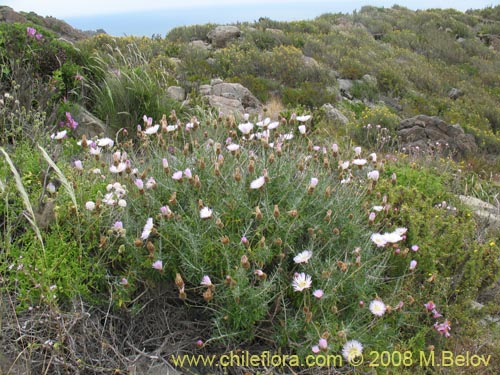 Imágen de Centaurea floccosa (). Haga un clic para aumentar parte de imágen.