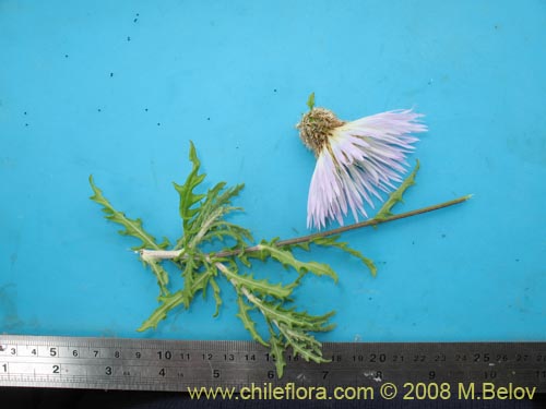 Imágen de Centaurea floccosa (). Haga un clic para aumentar parte de imágen.