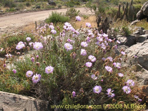 Imágen de Centaurea floccosa (). Haga un clic para aumentar parte de imágen.