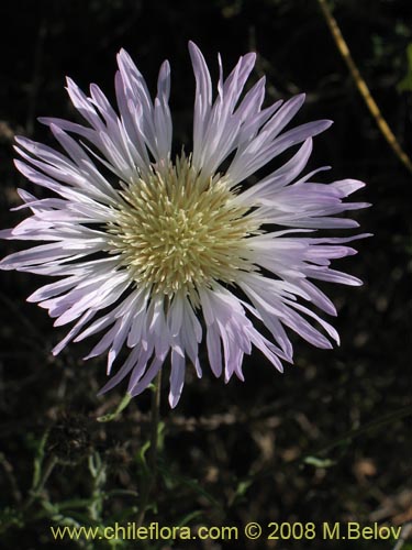 Imágen de Centaurea floccosa (). Haga un clic para aumentar parte de imágen.