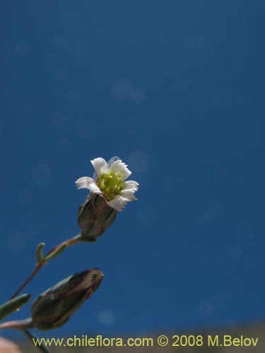 Chaetanthera microphylla var. albiflora的照片