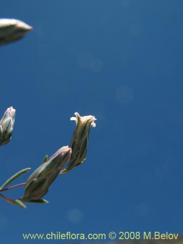 Imágen de Chaetanthera microphylla var. albiflora (). Haga un clic para aumentar parte de imágen.