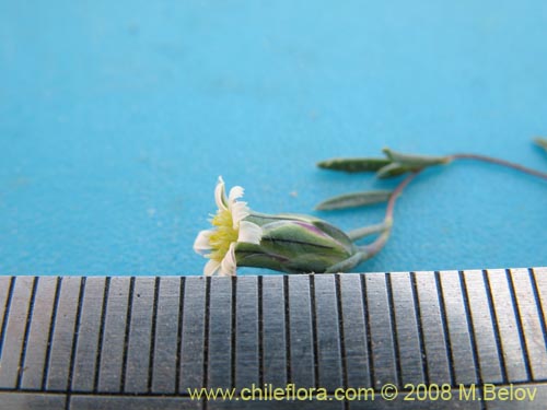 Imágen de Chaetanthera microphylla var. albiflora (). Haga un clic para aumentar parte de imágen.