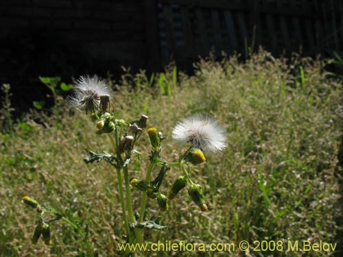 Imágen de Senecio vulgaris (). Haga un clic para aumentar parte de imágen.