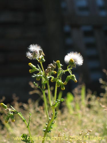 Imágen de Senecio vulgaris (). Haga un clic para aumentar parte de imágen.