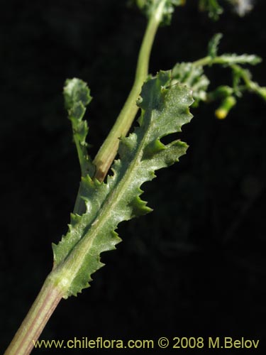 Imágen de Senecio vulgaris (). Haga un clic para aumentar parte de imágen.