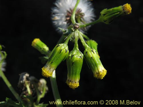 Imágen de Senecio vulgaris (). Haga un clic para aumentar parte de imágen.