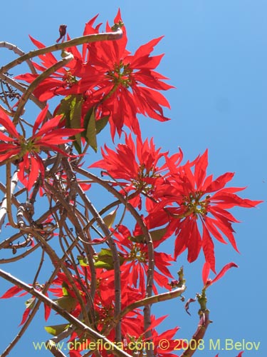 Description and images of Euphorbia pulcherrima (Corona del inca ,  Poinsettia , Flor de Pascua , Flor de navidad , Nochebuena), a native  Chilean plant, provided by the supplier of native exotic