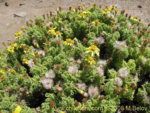 Imágen de Senecio myriophyllus (). Haga un clic para aumentar parte de imágen.