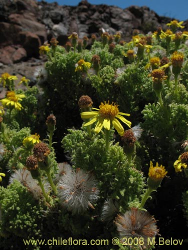 Imágen de Senecio myriophyllus (). Haga un clic para aumentar parte de imágen.