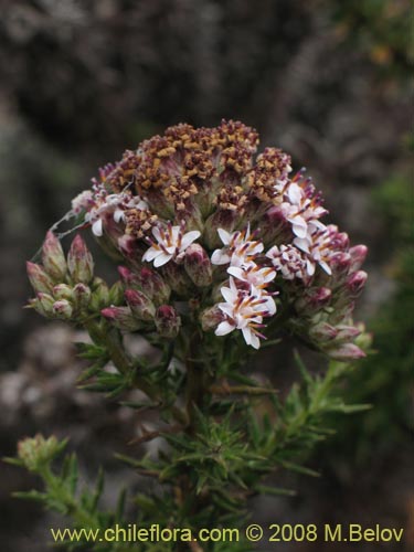 Imágen de Asteraceae sp. #1890 (Parafina). Haga un clic para aumentar parte de imágen.