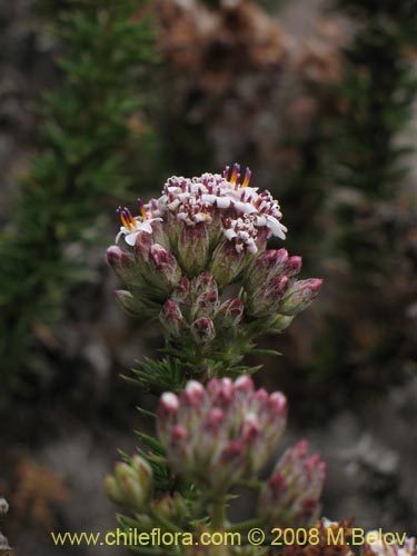 Imágen de Asteraceae sp. #1890 (Parafina). Haga un clic para aumentar parte de imágen.