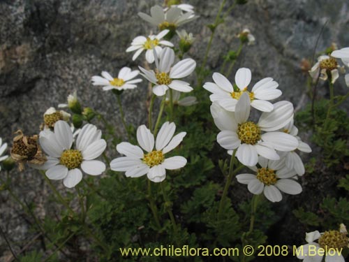 Imágen de Asteraceae sp. #Z 8024 (). Haga un clic para aumentar parte de imágen.