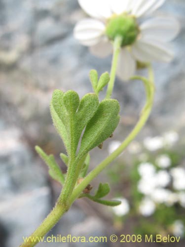 Imágen de Asteraceae sp. #Z 8024 (). Haga un clic para aumentar parte de imágen.