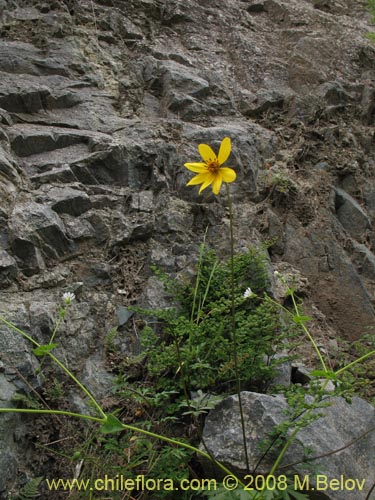 Imágen de Bidens sp. #1154 (). Haga un clic para aumentar parte de imágen.