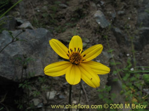 Imágen de Bidens sp. #1154 (). Haga un clic para aumentar parte de imágen.