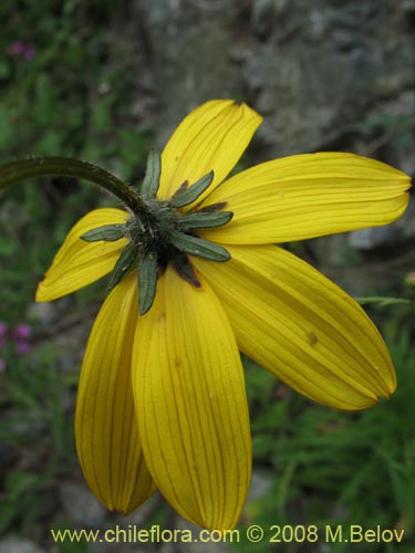 Imágen de Bidens sp. #1154 (). Haga un clic para aumentar parte de imágen.