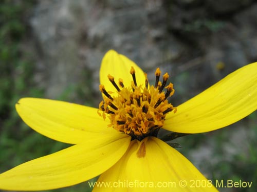 Imágen de Bidens sp. #1154 (). Haga un clic para aumentar parte de imágen.