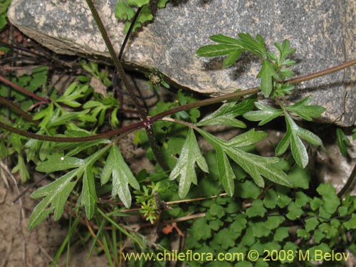 Imágen de Bidens sp. #1154 (). Haga un clic para aumentar parte de imágen.