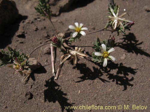 Imágen de Chaetanthera sp. #8491 (). Haga un clic para aumentar parte de imágen.