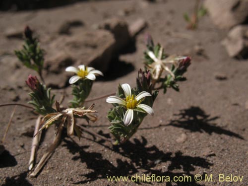 Imágen de Chaetanthera sp. #8491 (). Haga un clic para aumentar parte de imágen.