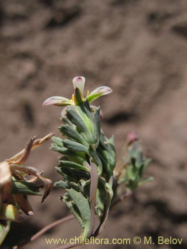 Imágen de Chaetanthera sp. #8491 (). Haga un clic para aumentar parte de imágen.