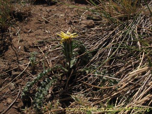 Imágen de Perezia carthamoides (Estrella blanca de cordillera). Haga un clic para aumentar parte de imágen.